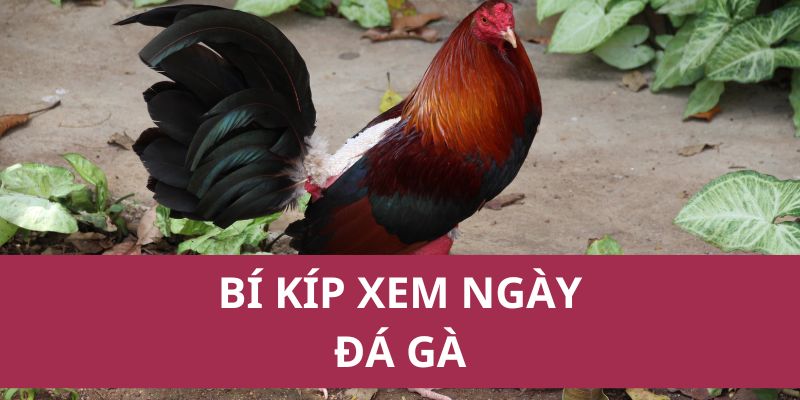bí kíp xem ngày đá gà