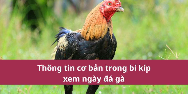 bí kíp xem ngày đá gà