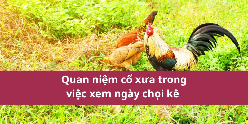 bí kíp xem ngày đá gà