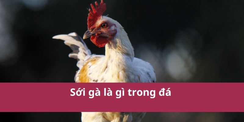 bí kíp xem ngày đá gà