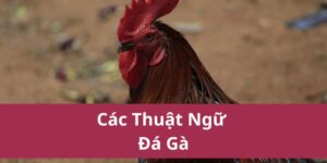 các thuật ngữ đá gà
