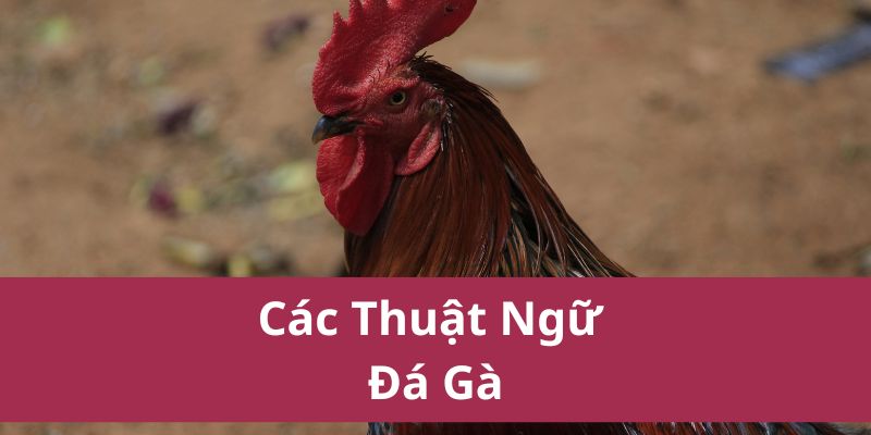 các thuật ngữ đá gà
