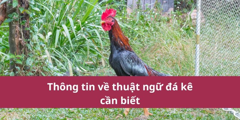 các thuật ngữ đá gà