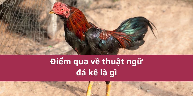 các thuật ngữ đá gà