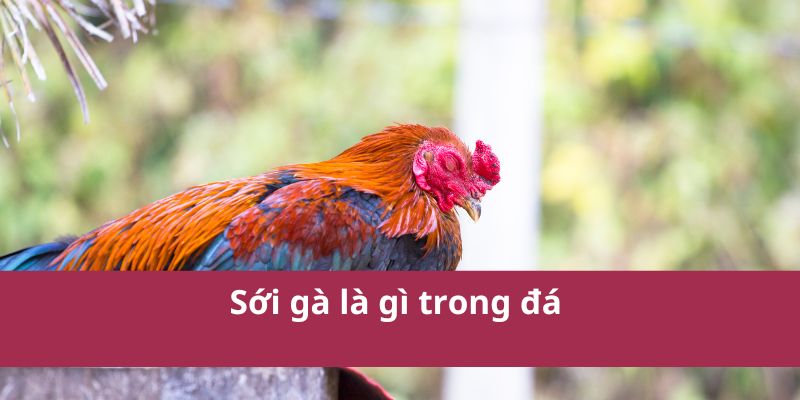 các thuật ngữ đá gà
