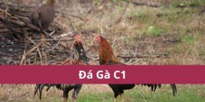 đá gà C1
