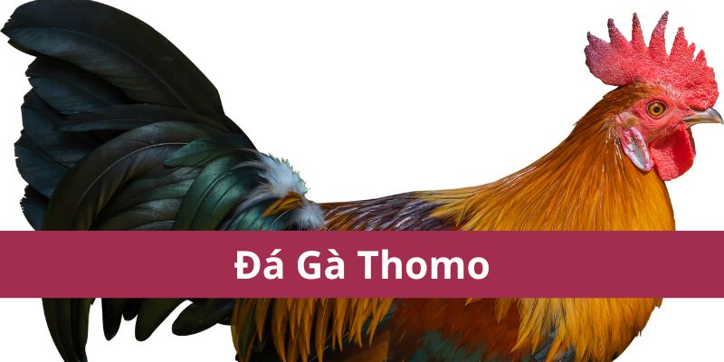 Cẩm Nang Đá Gà Thomo Chi Tiết và Kinh Nghiệm Thắng Lớn 1 đá gà thomo