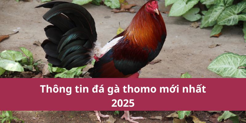 đá gà thomo