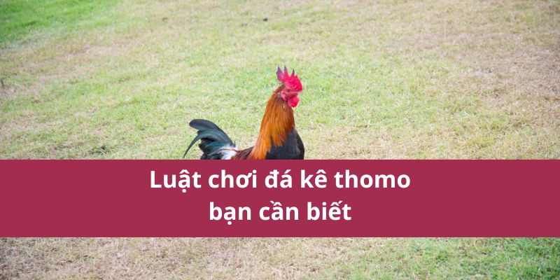 đá gà thomo