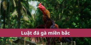 luật đá gà miền bắc
