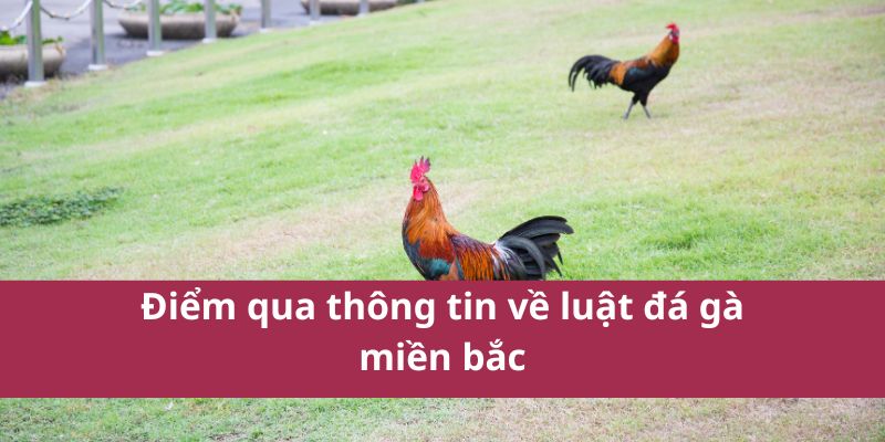 luật đá gà miền bắc