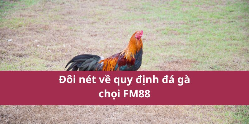 luật đá gà miền bắc