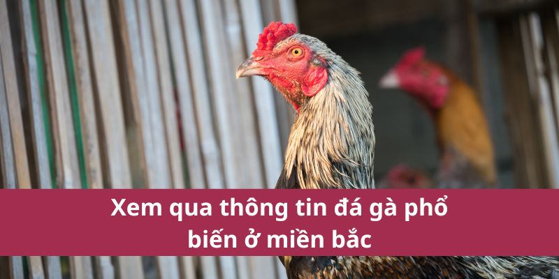luật đá gà miền bắc