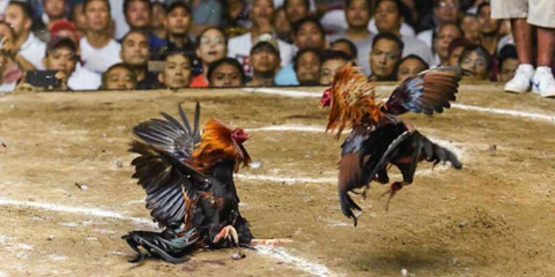 Giới thiệu đến bạn bộ môn đá gà Campuchia