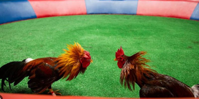 Bỏ túi ngay các chiến thuật để có thể giành chiến thắng