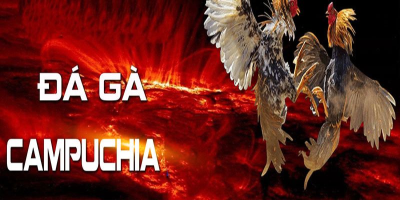 Đá Gà Campuchia FM88 - Mãn Nhãn Với Những Trận Đấu Đỉnh Cao