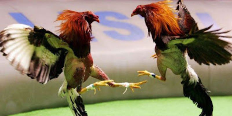 Đá Gà Cựa Tròn - Trải Nghiệm Thế Giới Trường Gà FM88 Đỉnh Cao 2 Sơ lược về đá gà cựa tròn tại FM88