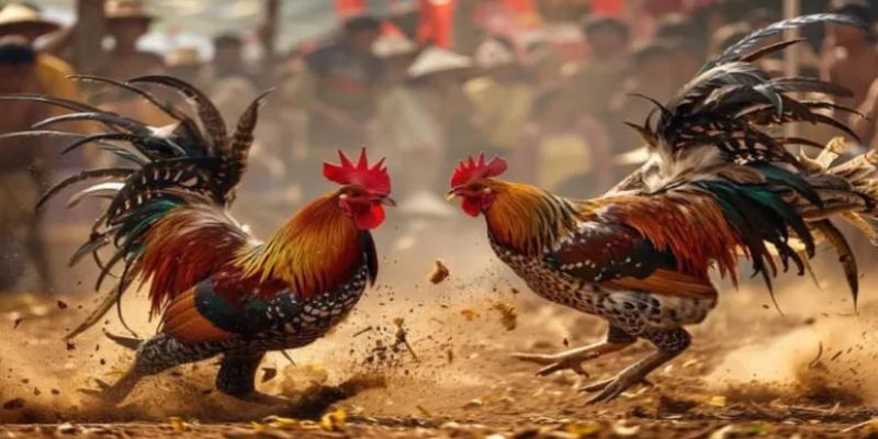 Đá Gà Cựa Tròn - Trải Nghiệm Thế Giới Trường Gà FM88 Đỉnh Cao 3 Đá gà cựa tròn đặc sắc với nhiều loại phổ biến