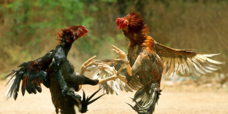 Đá Gà Cựa Tròn - Trải Nghiệm Thế Giới Trường Gà FM88 Đỉnh Cao 4 Quy định ban hành cụ thể tại trường gà