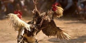 Đá Gà Cựa Tròn - Trải Nghiệm Thế Giới Trường Gà Đỉnh Cao