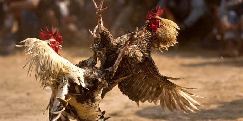 Đá Gà Cựa Tròn - Trải Nghiệm Thế Giới Trường Gà FM88 Đỉnh Cao 1 Đá Gà Cựa Tròn - Trải Nghiệm Thế Giới Trường Gà Đỉnh Cao