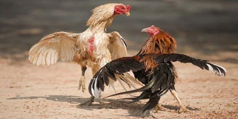 Khám phá ưu điểm vượt trội khi chơi đá gà Malaysia FM88