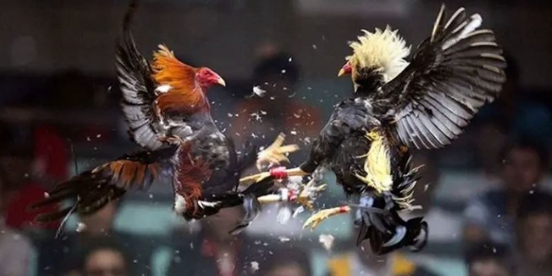 Giải đáp thắc mắc về đá gà Thomo FM88