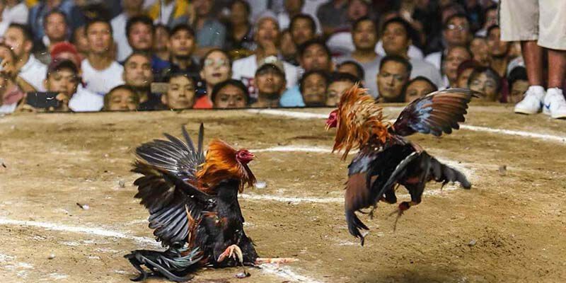 Gà Ngũ Sắc Là Gì? Mẹo Cá Cược Tại FM88 Hiệu Quả Nhất 1 ga ngu sac 3